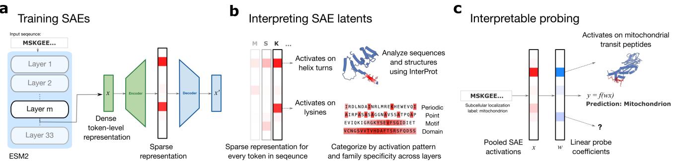 Overview of the paper’s methodology. Panel (a) shows the training of SAEs on ESM layers. Panel (b) illustrates the interpretation of latent features using InterProt. Panel (c) demonstrates linear probing to identify features corresponding to biological properties.