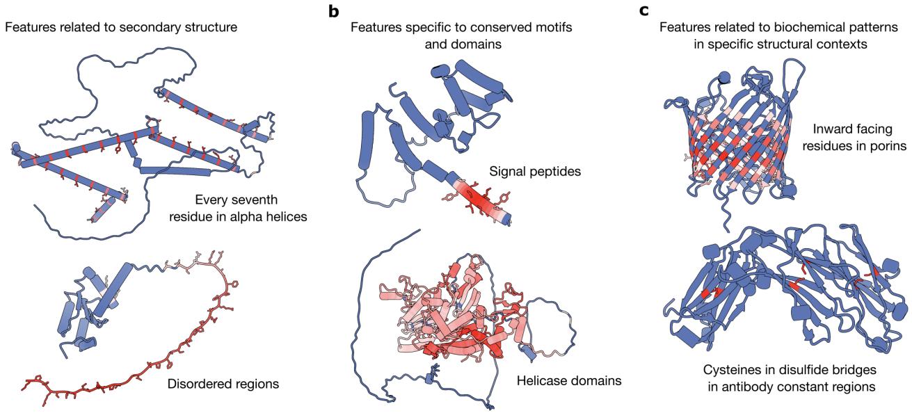 Examples of interpretable SAE features visualized on protein structures. Panel (a) shows features related to secondary structure like helices. Panel (b) shows conserved motifs and domains. Panel (c) shows biochemical patterns like cysteine bridges.