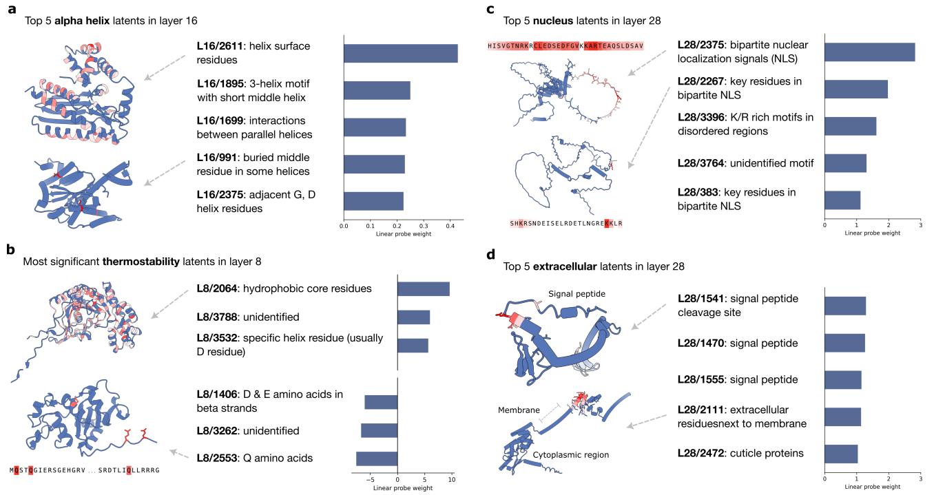Top 5 alpha helix latents visualized. They activate exclusively on alpha helices.