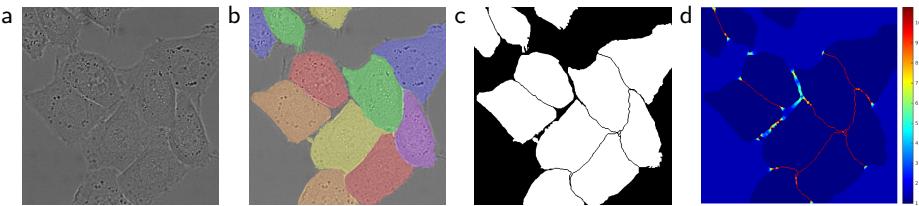 HeLa cells with pixel-wise loss weighting: (a) raw image, (c) target mask, (d) weight map highlighting borders.