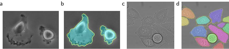 Segmentation results of U-Net: (a, c) input images, (b, d) output masks with near-perfect alignment to ground truth borders.