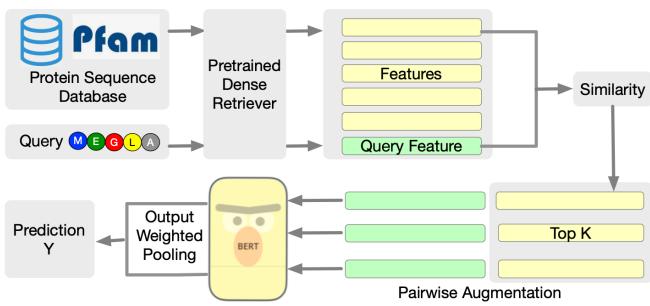 Figure 2: A brief overview of the proposed RSA protein encoding framework. It shows the flow from query to dense retrieval, pairwise augmentation, and final prediction.