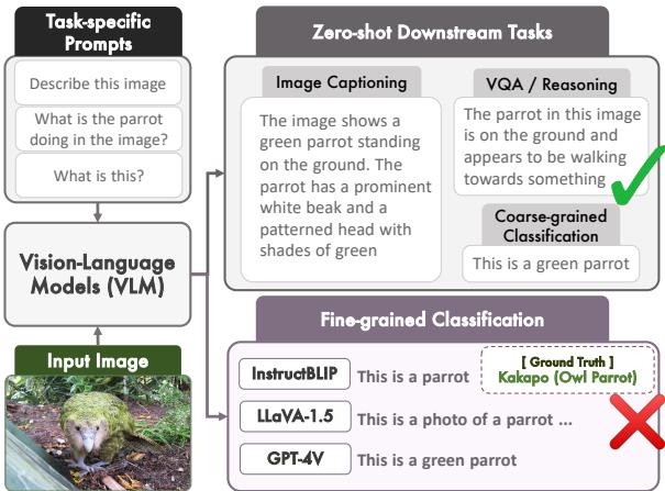 当前最先进的 LVLM 表现出强大的零样本下游任务解决能力 (例如,图像描述、VQA、推理) 。然而,当被提示对细粒度概念进行分类时,它们大多数无法将其区分到更细的类别中。