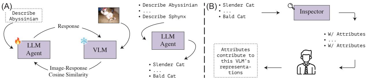 图 2: 提取与探索 (EX2) 概览。A) 我们使用 RL 微调 LLM，以生成在 VLM 嵌入空间中与相应图像更接近的概念描述。B) 我们从各个方面检查这些描述。
