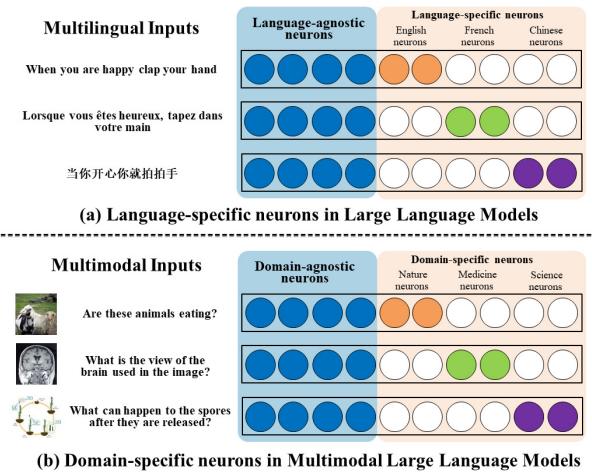 比较 LLM 中的特定语言神经元与 MLLM 中的领域特定神经元。