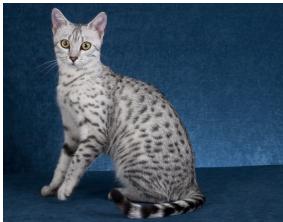 表 9: 少样本分类性能比较。