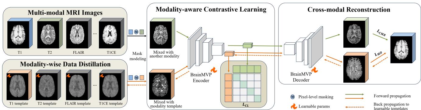 Figure 2. Overview of the proposed BrainMVP. It includes (a) the cross-modal reconstruction module, (b) the modality-wise data distillation module, and (c) the modality-aware contrastive learning module.