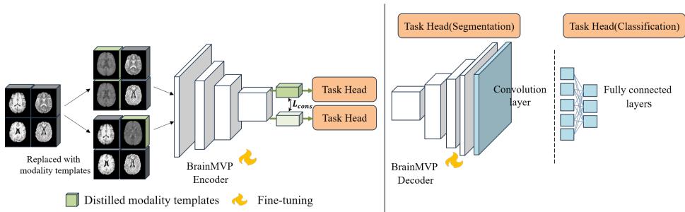 Figure 5. Modality-wise data distillation for downstream tasks. Input scans are randomly replaced with templates during fine-tuning to ensure feature consistency and handle missing data.