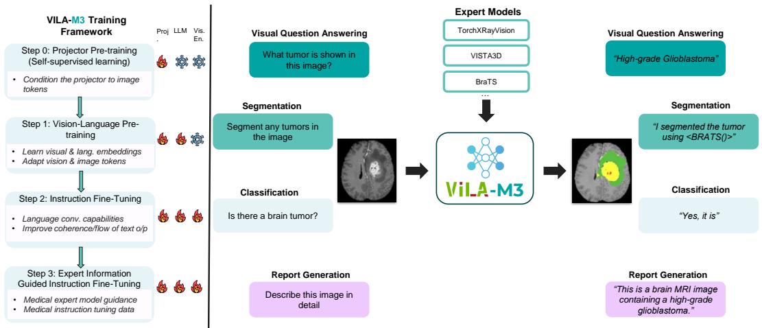 VILA-M3 Training Framework. The diagram details the four training steps, highlighting the integration of expert information in Step 3, and illustrative examples of the model performing segmentation, classification, and report generation.