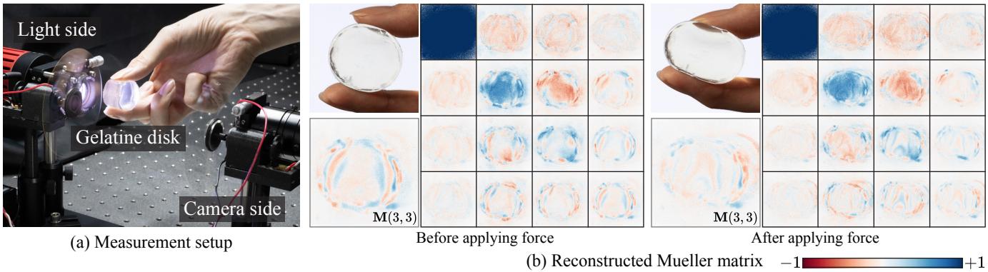 Photoelasticity analysis of a gelatine disk showing stress patterns under force.