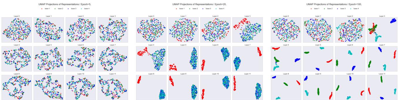 Figure 11. UMAP visualization of representations across the layers over training in the synthetic sparse linear regression task.