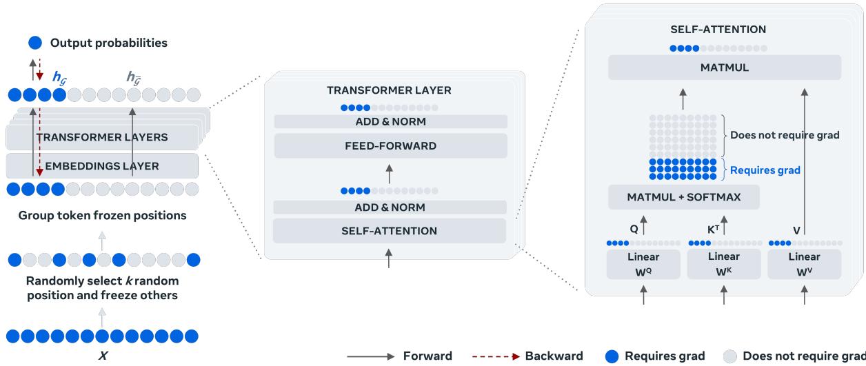 图 2: TokenTune 架构。蓝点代表活跃的梯度/缓存的激活值；灰色圆圈代表冻结的 Token。