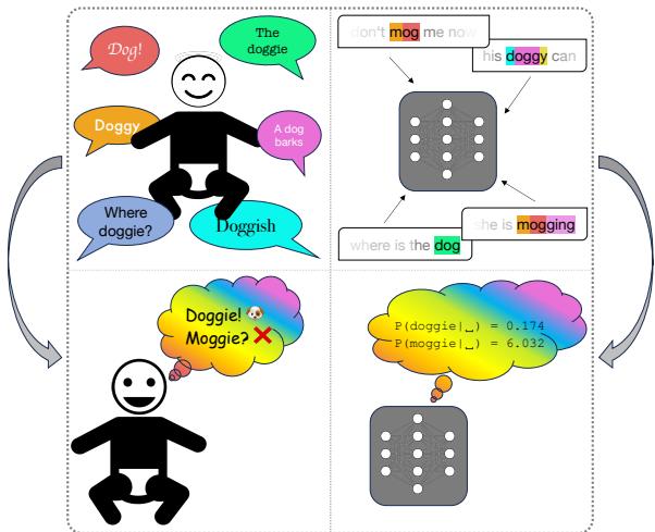 Figure 1: Illustration of word learning in human learners and transformer LLMs (top), and of our lexical decision test that probes discrimination of words from non-words (bottom). While human learners build up an mental lexicon from experience with language, artificial learners assign probabilities to strings based on their frequency.