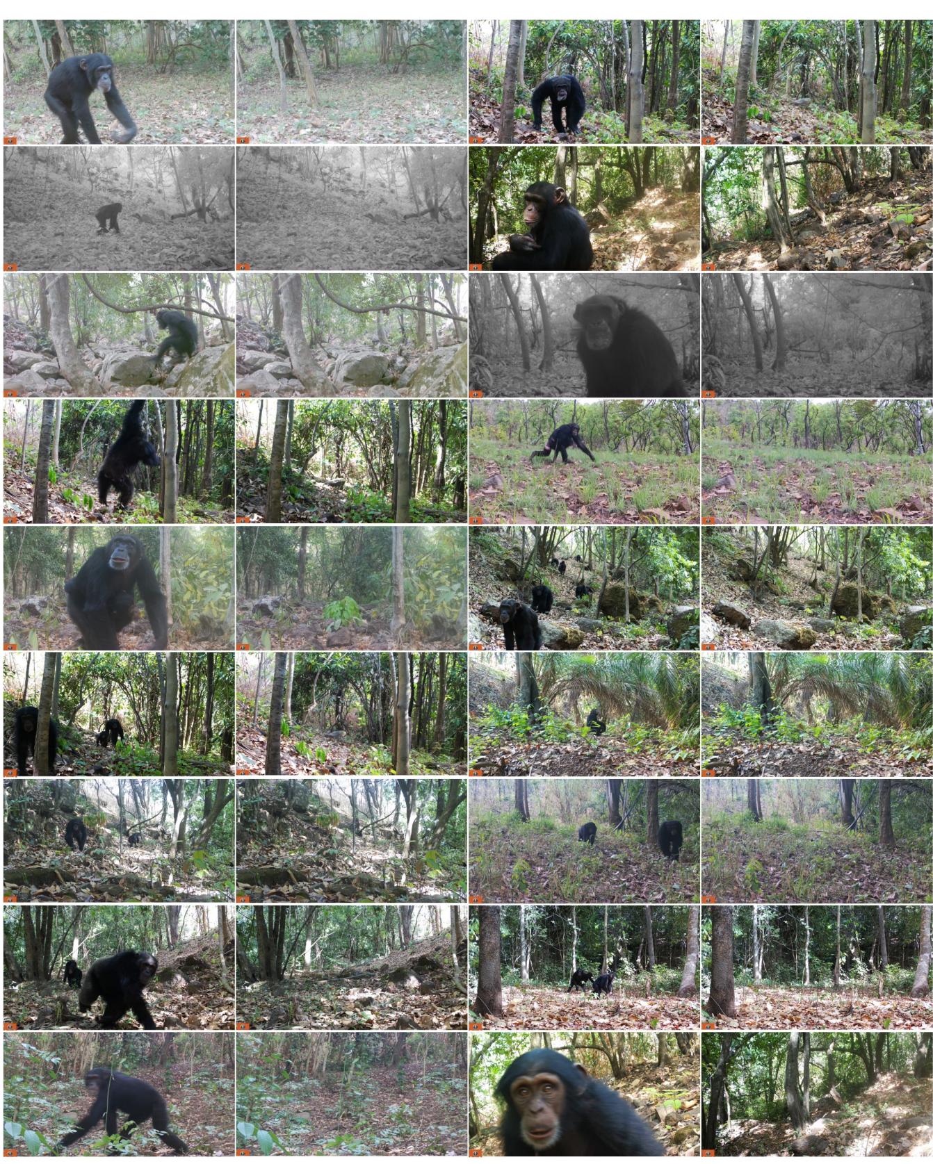 Figure 6. Foreground-Background Video Pair Examples. Shown are 18 pairs of still frames.