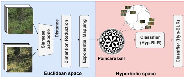 Figure 3. Framework of Hyperbolic Siamese Network.