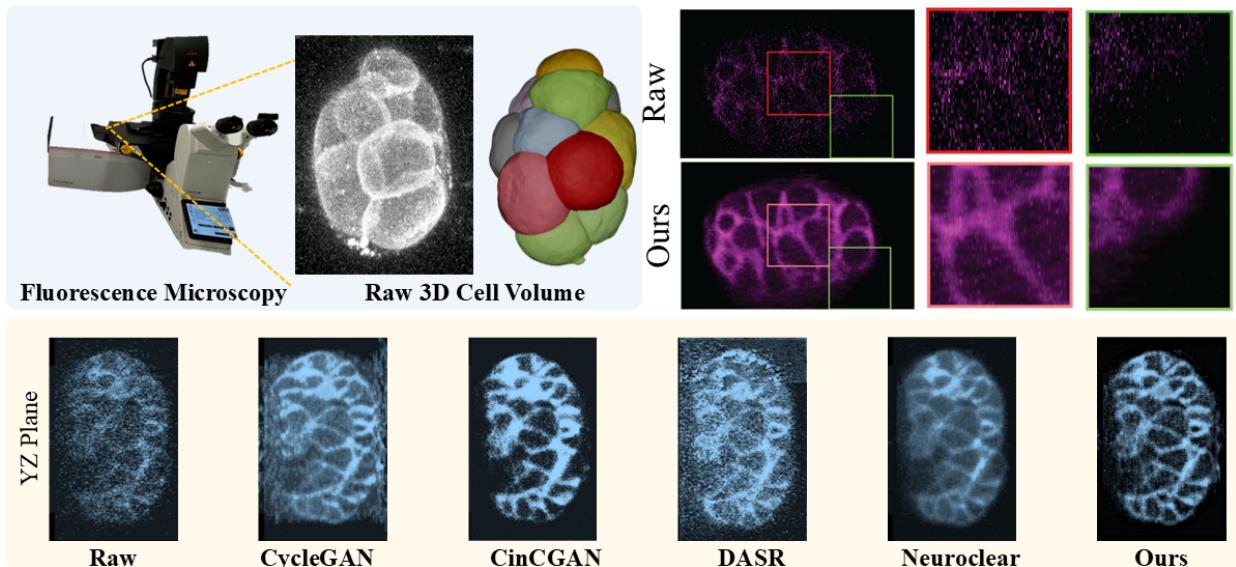 Figure 1. Problem statement and results of our method. Top-Left: The fluorescence microscopy can observe long-time live-cell life processing, but face problems like spatially varying noise and anisotropic resolution. Top-Right: The raw slice (above) and our results (bottom). Bottom: The comparisons among our methods and other SOTA methods.