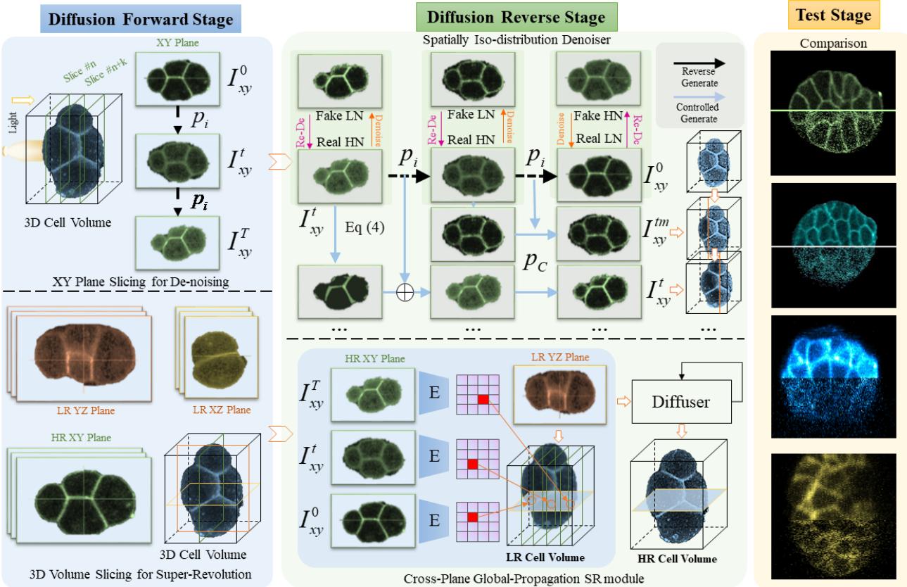 Figure 2. The overall framework of the proposed Method. Left: two targeted slicing strategies are modeled as the forward stage of diffusion model via the imaging prior for de-noising and SR 3D cell volume. Middle: the spatially iso-distributed denoiser model is a conditional diffusion model&mldr; Right: The comparison of our results (above) and original slices (below).