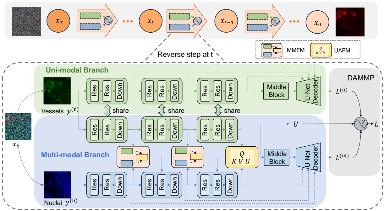 Figure 2. Overview of DAMM-Diffusion. At each step of the reverse process, both the uni-modal branch and multi-modal branch perform the reverse step in a unified network.