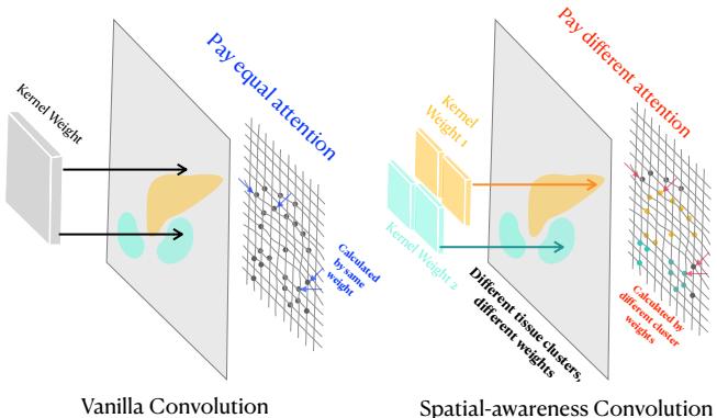 Figure 1 contrasts vanilla convolution with spatial-awareness convolution. On the left, a single kernel weight is applied uniformly. On the right, different kernel weights are assigned to different tissue clusters.