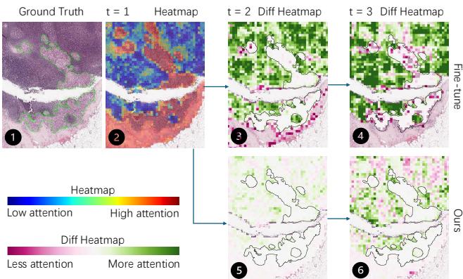 Heatmap visualization showing attention drift away from tumor regions.
