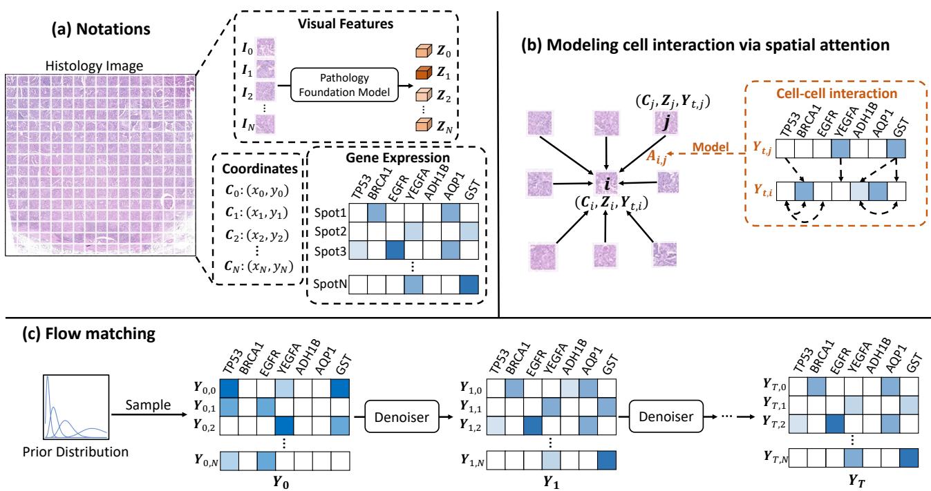 Figure 1. An overview of gene expression prediction from histology image with STFlow. (a) The histology image is segmented into spot images. (b) STFlow encodes slide-level context via spatial attention. (c) STFlow iteratively optimizes predictions from a prior distribution.