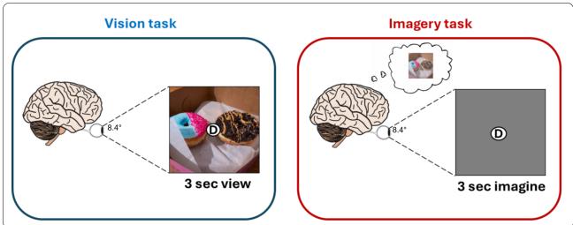 Figure 2. Overview of the tasks. The left panel shows the Vision task (seeing the donut). The right panel shows the Imagery task (imagining the donut based on a cue).