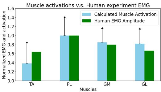 Figure 3: Comparisons between calculated muscle activations and real human EMG.