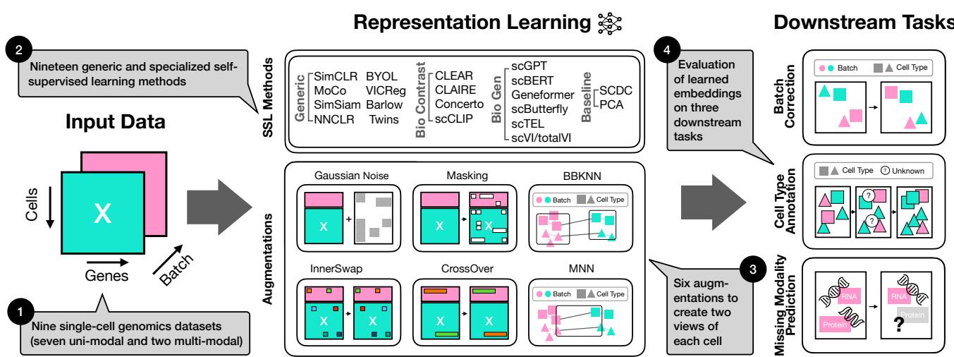 Figure 1. Outline of scSSL-Bench: As input, scSSL-Bench takes scRNA-seq data&mldr; scSSL-Bench trains one of nineteen methods&mldr; uses augmentations to create two views of a cell. The learned embeddings are evaluated on three downstream tasks.