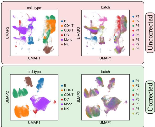 Batch Correction. The uncorrected (red) figure shows that cells cluster rather by batch (technical noise) than cell type (true biological signal) before the batch correction. After training a model and learning a corrected representation (green), cells are grouped by cell type, and batches are mixed.