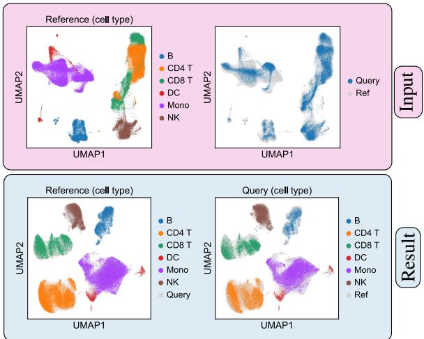 Query-to-Reference. Model gets an annotated train dataset (reference, pink input) as input and learns the corresponding latent space. During inference&mldr; a classifier are used to predict cell types of hold-out data.