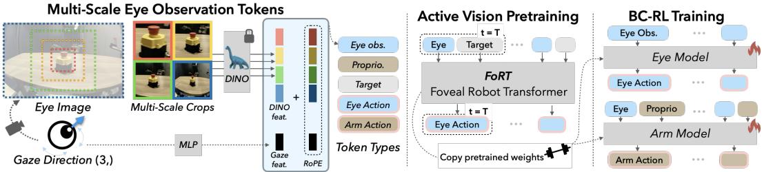 Architecture of the Foveal Robot Transformer (FoRT). Visual inputs are processed at multiple scales.