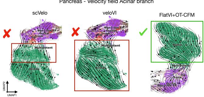 Figure 11: Vector field comparison. Standard velocity methods (scVelo, veloVI) struggle with the Acinar branch (red X). FlatVI combined with OT-CFM correctly models the flow (green check).