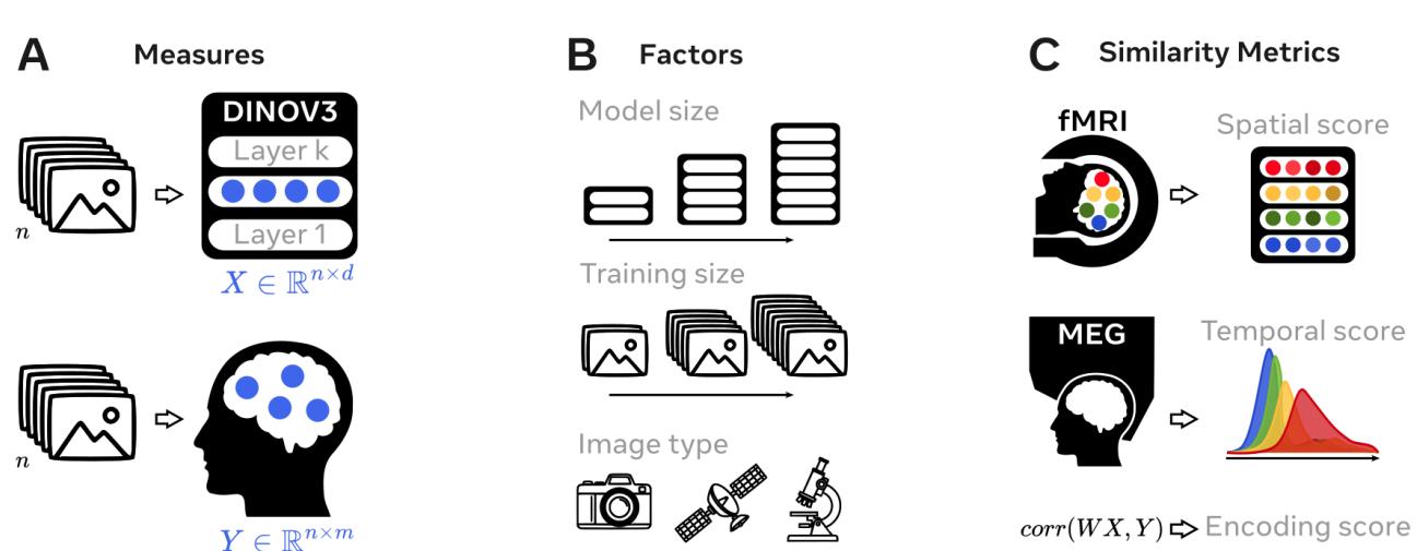 A schematic showing the three core components of the study: Measures, Factors, and Similarity Metrics.