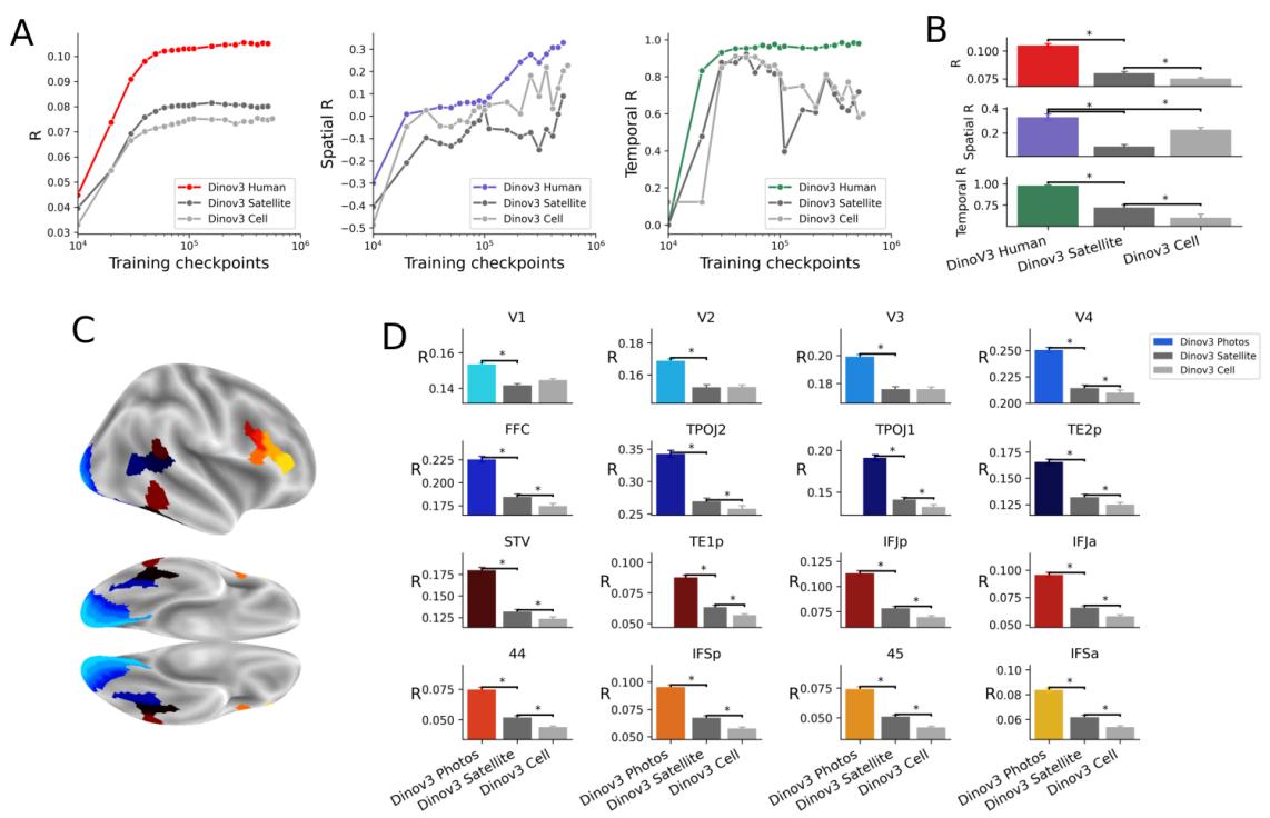 Figure 7: Human-centric photos outperform satellite and cellular training across all metrics, with differences evident in nearly every brain region.