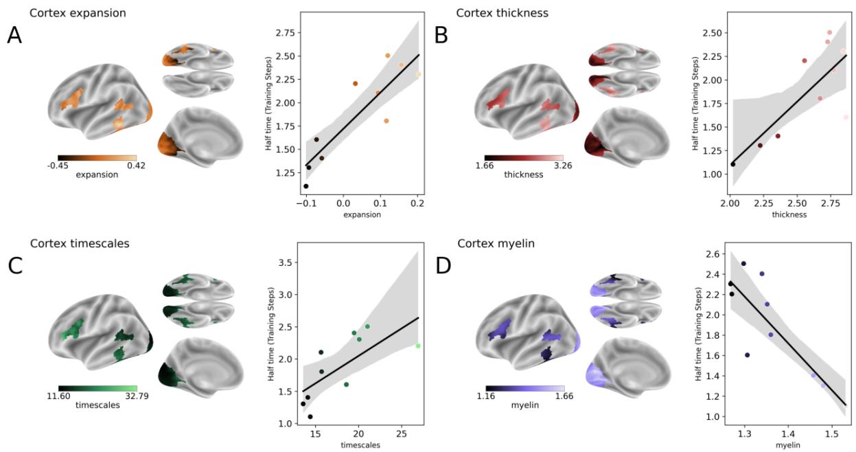 Figure 8 connects AI’s half-time to four cortical properties, showing strong relations for expansion, thickness, timescales, and myelination.