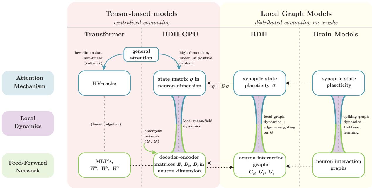 High-level overview showing how the BDH and BDH-GPU architectures act as a bridge between tensor-based models like the Transformer and local graph models of the brain.