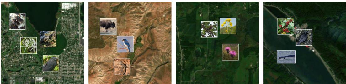 Examples of satellite images from the dataset showing diverse environments and target taxonomies.