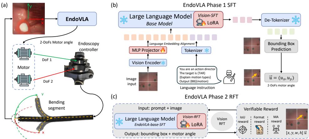 Figure 2: Overview of the setup of robotic endoscope and the DFT architecture of EndoVLA