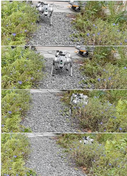 Figure 7: dense grass.