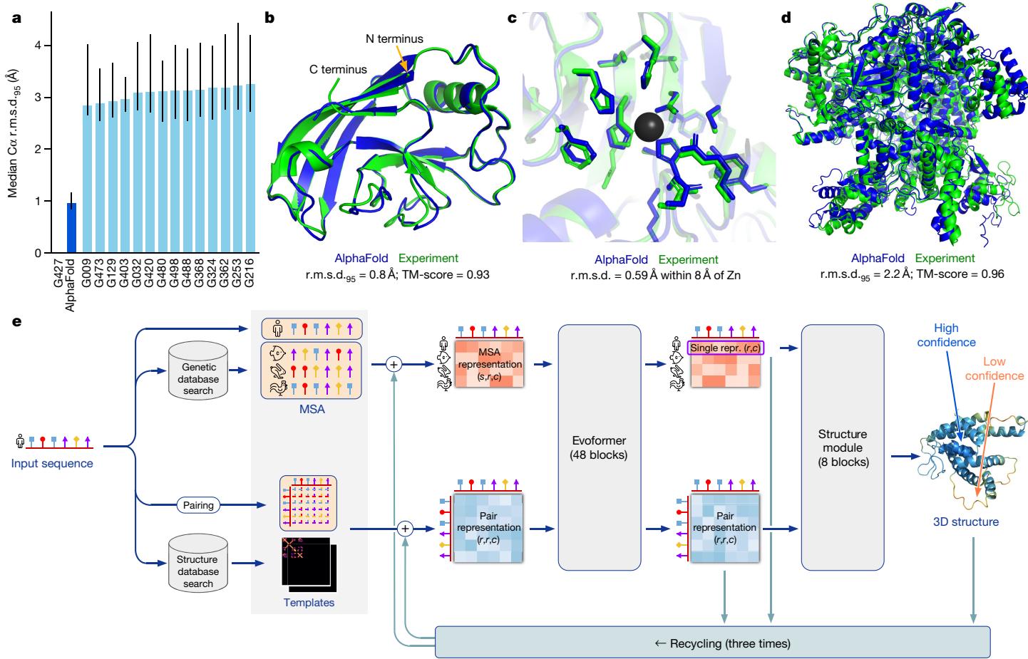 A collection of charts and protein structures demonstrating AlphaFold’s high accuracy at the CASP14 competition. Panel (a) shows AlphaFold (group 427) vastly outperforming other methods. Panels (b–d) show specific examples of predicted structures (blue) aligning almost perfectly with experimental structures (green). Panel (e) provides a high-level overview of the AlphaFold model architecture.