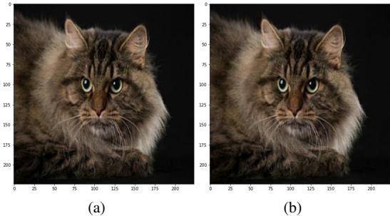 Figure 1. Most people cannot discriminate image (a) from image (b). MobileNetV2 classifies the later image as &ldquo;persian&rdquo; and the former picture as &ldquo;taby&rdquo;.