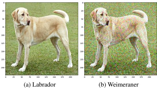 Figure 2. Applying a Fast Signed Gradient perturbation to the image (a) classified by MobileNetV2 as Labrador yields the image (b) which is classified by MobileNetV2 as Weimeraner.