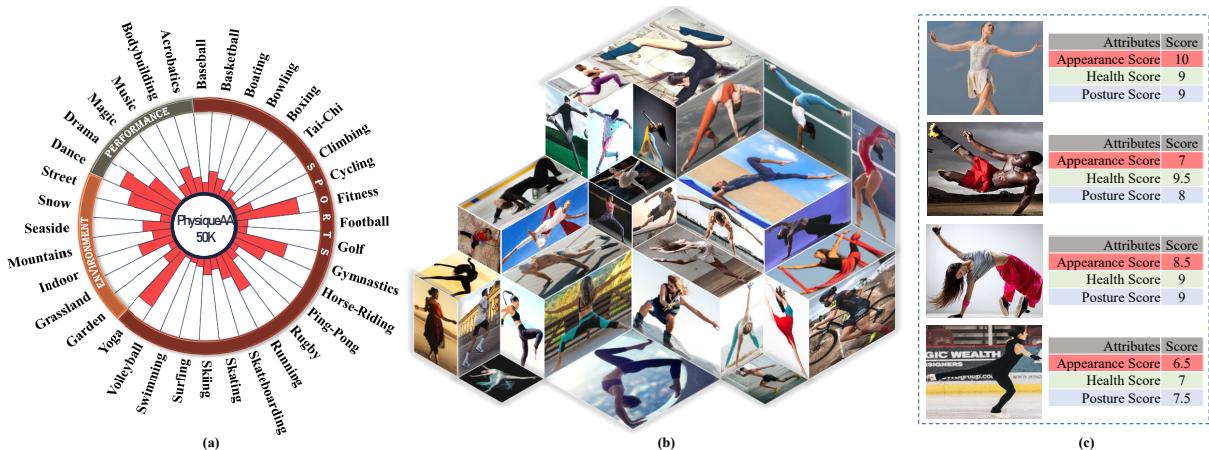 Figure 4.Overview of the PhysiqueAA5oK dataset: (a)distribution; (b) visualization; (c) examples with the annotations