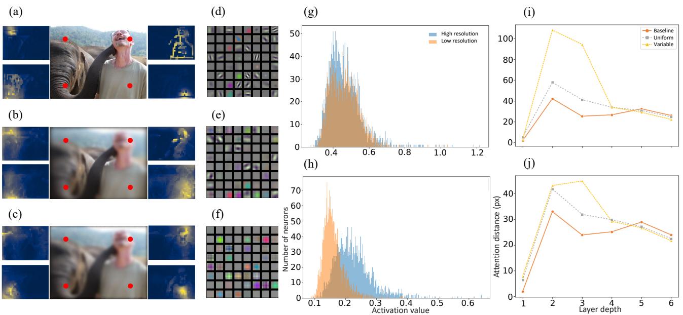 Figure 6. Interpretability visualizations. Top row (a-c) shows attention maps; notice the broader spread in (b). Middle row (d-f) shows kernel filters. Bottom row (g-h) shows neuronal activation histograms.