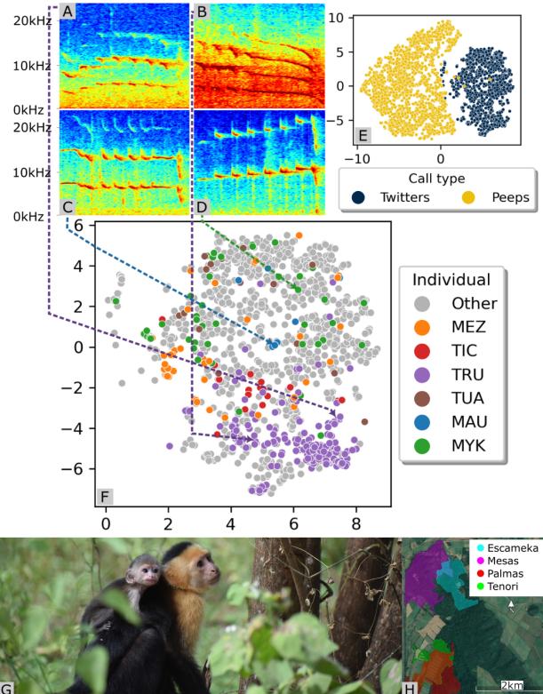 Figure 1: (A-D) Capuchin Twitter Vocalizations show diverse structural variations. (E-F) t-SNE of Google Perch-Whisper embeddings. (E) Call type clusters. (F) Colored by individual, highlighting four diverse examples of Twitters.(G) Adult female capuchin with infant in Taboga. (H) Territories of four capuchin groups in the Taboga Reserve in northwestern Costa Rica.