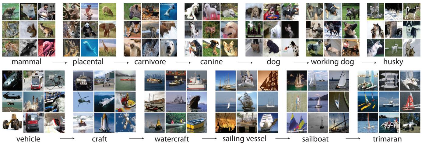 Two branches of the ImageNet hierarchy. The top row traces mammal → husky; the bottom row traces vehicle → trimaran, with example images for each level.