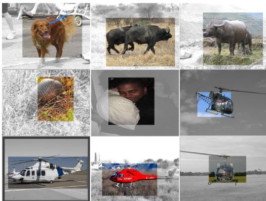 Sample images with detected bounding boxes for a dog, wild boars, bison, and helicopters.