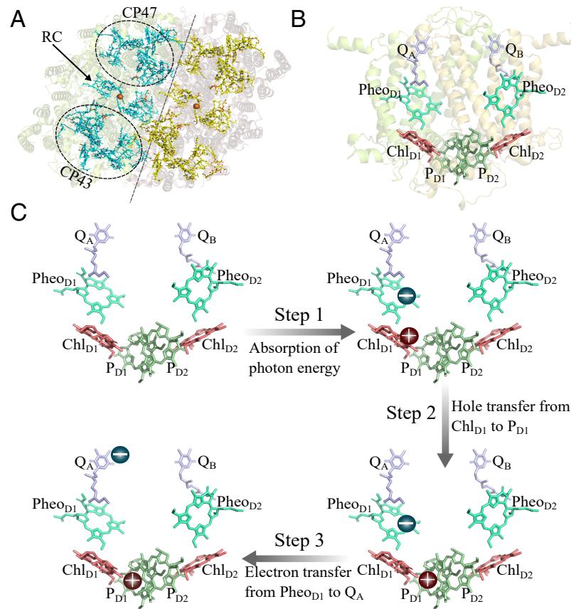 Photosystem II architecture, including both D1 and D2 branches.