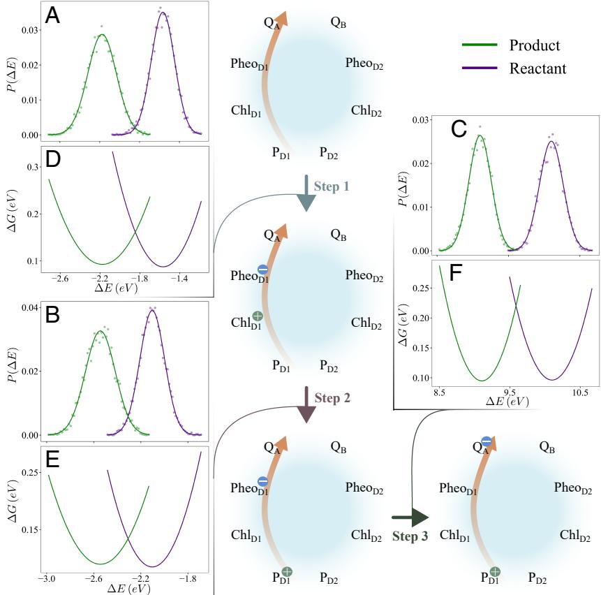 Probability distributions and free energy parabolas for D1 branch charge transfer steps.