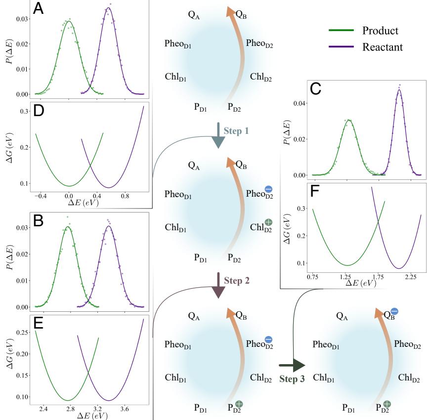 Energy-gap distributions and free energy parabolas for D2 branch.